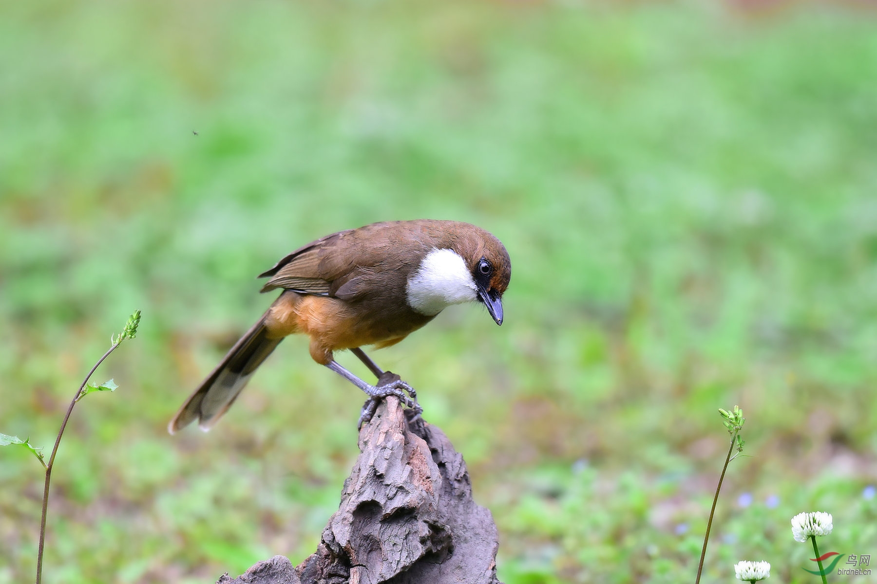 白喉噪鹛 - 黑龙江版 Heilongjiang 鸟网