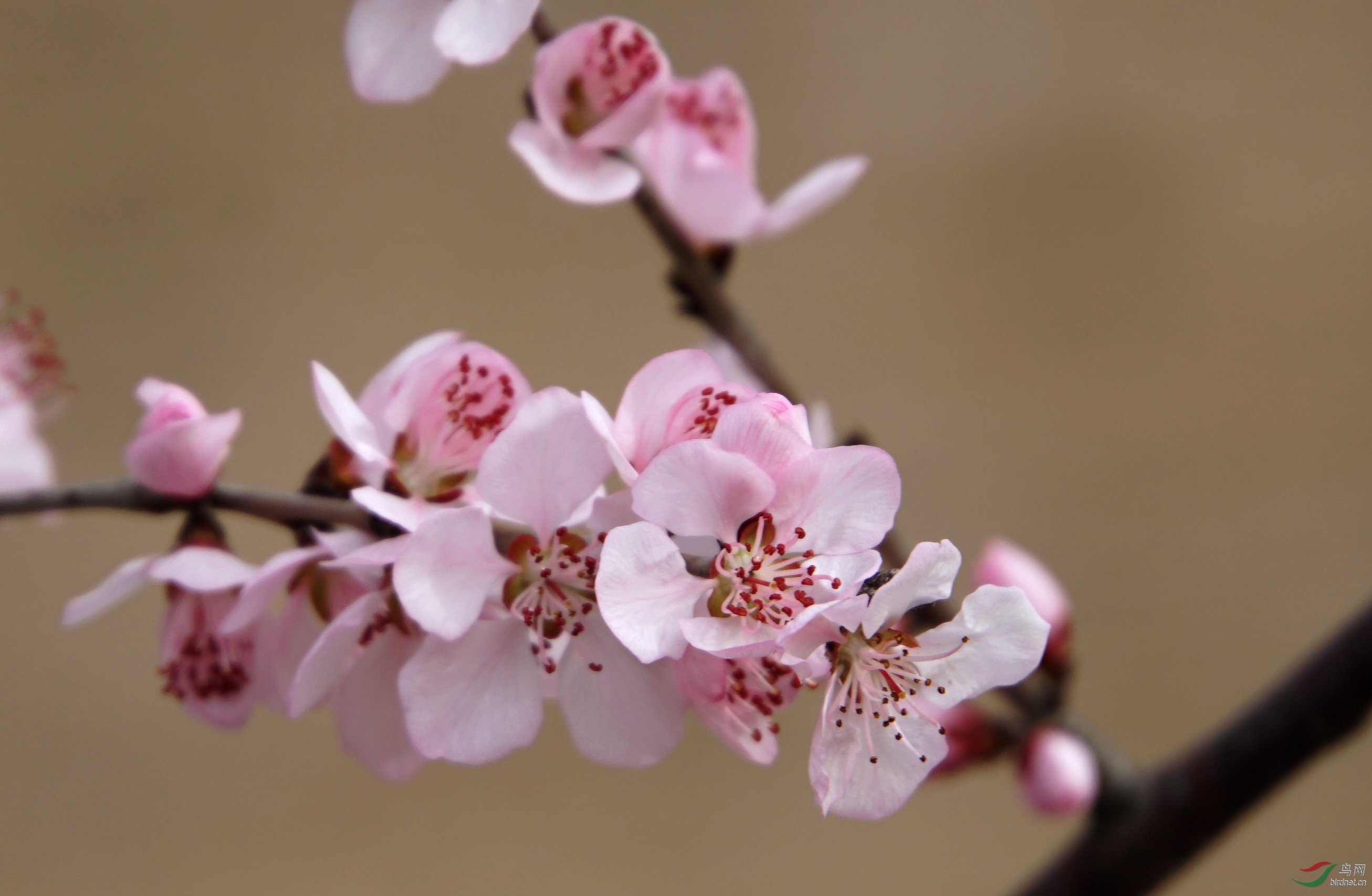 山桃花