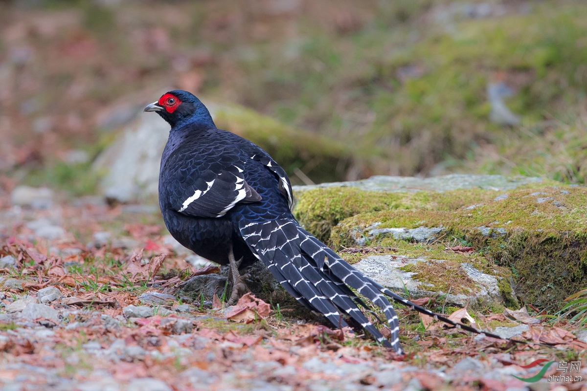 帝雉(黑长尾雉)mikado pheasant