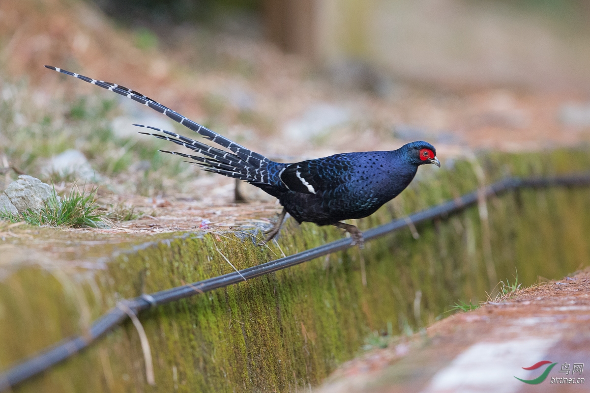 帝雉(黑长尾雉)mikado pheasant