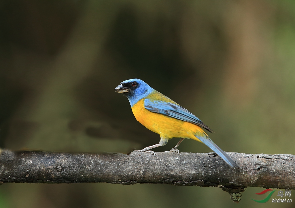 橙腹裸鼻雀blue-and-yellow tanager.jpg