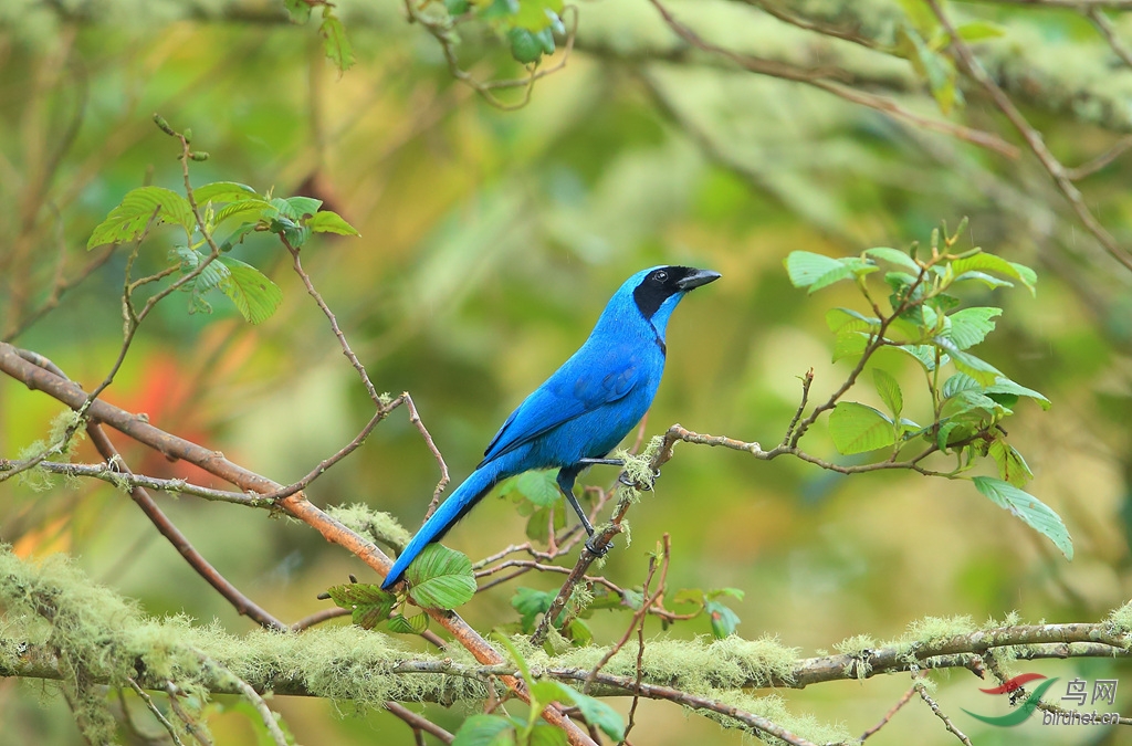青绿蓝头鹊beautiful jay.jpg