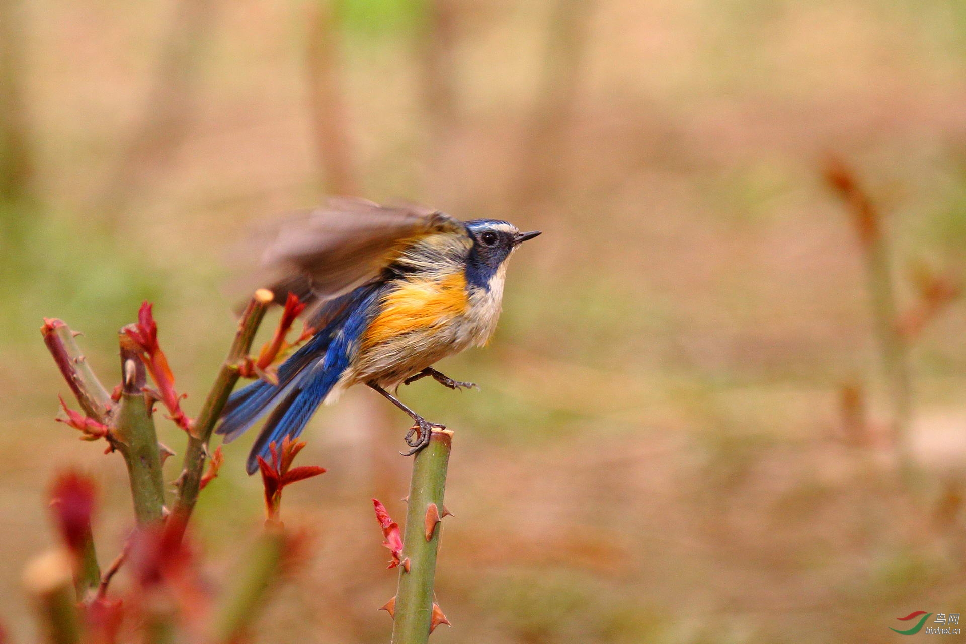 吹面不寒杨柳风,红胁站枝秀妆容 - 北京版 Beiji