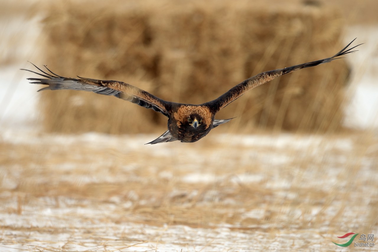 金雕-迎面低飞 - 辽宁版 Liaoning 鸟网