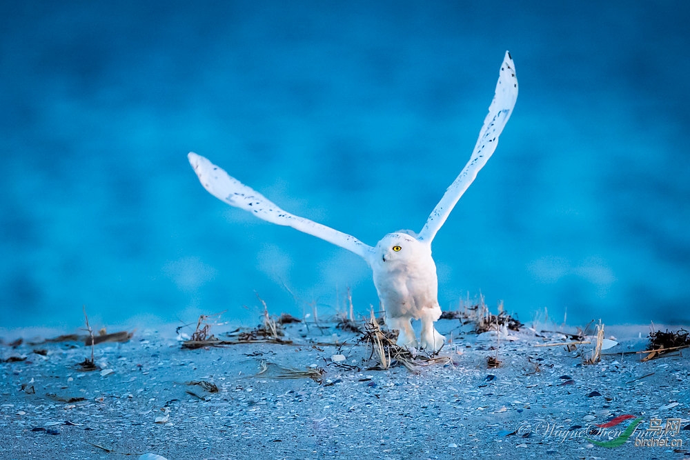 snow-owl-2839-w10.jpg