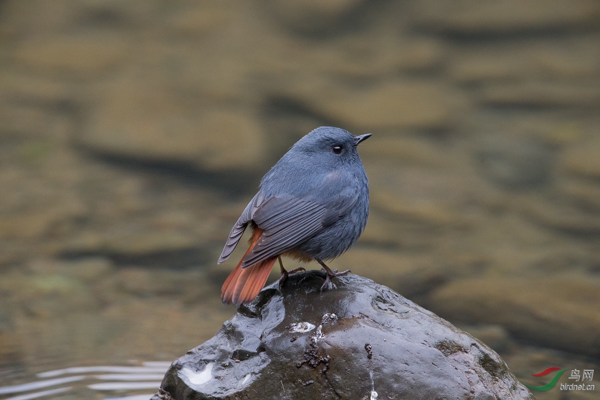 铅色水鸫(红尾水鸲)plumbeous water-redstart