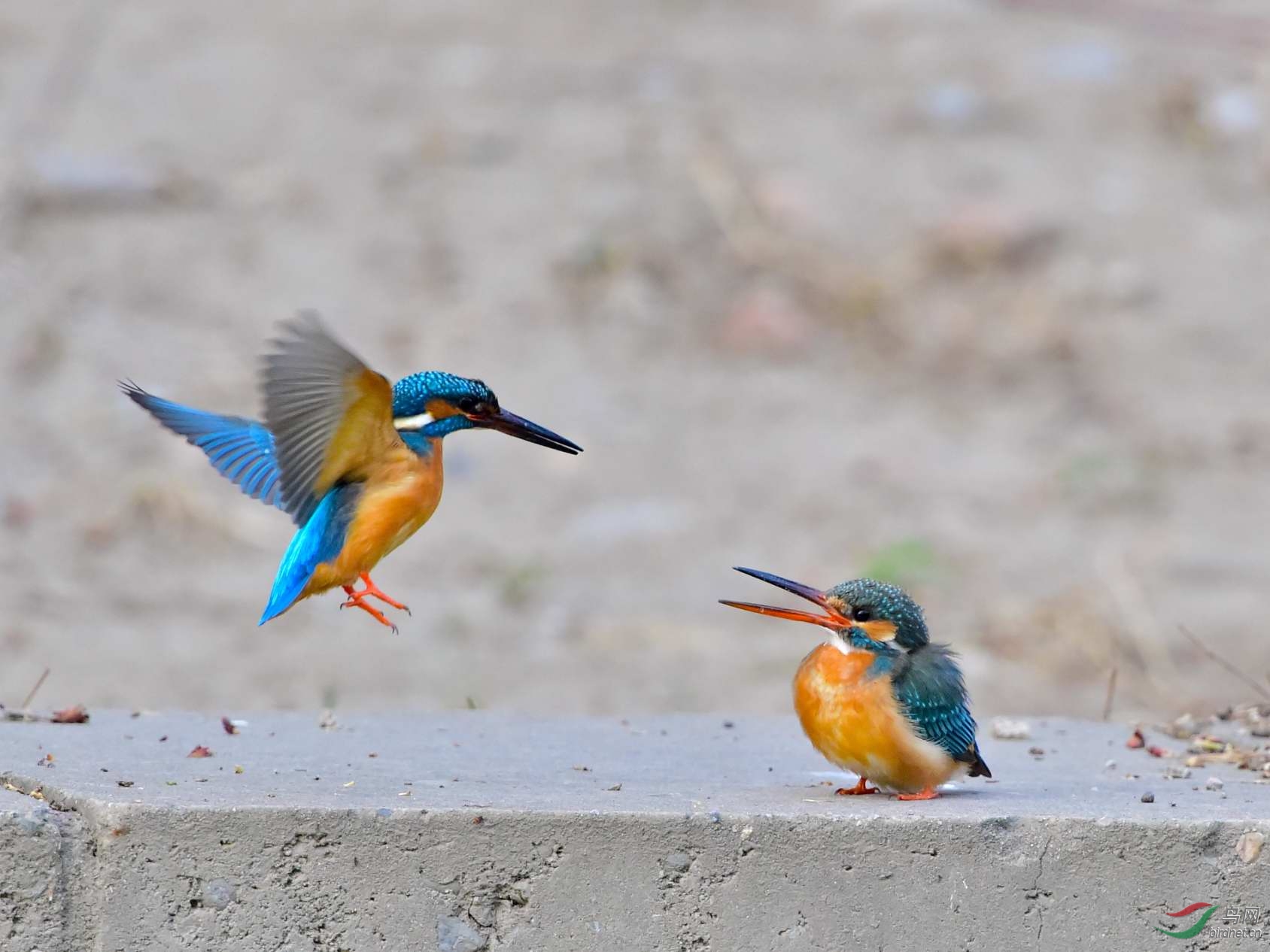 小翠的激情恋爱秀(颐和园版) - 河北版 Hebei 鸟