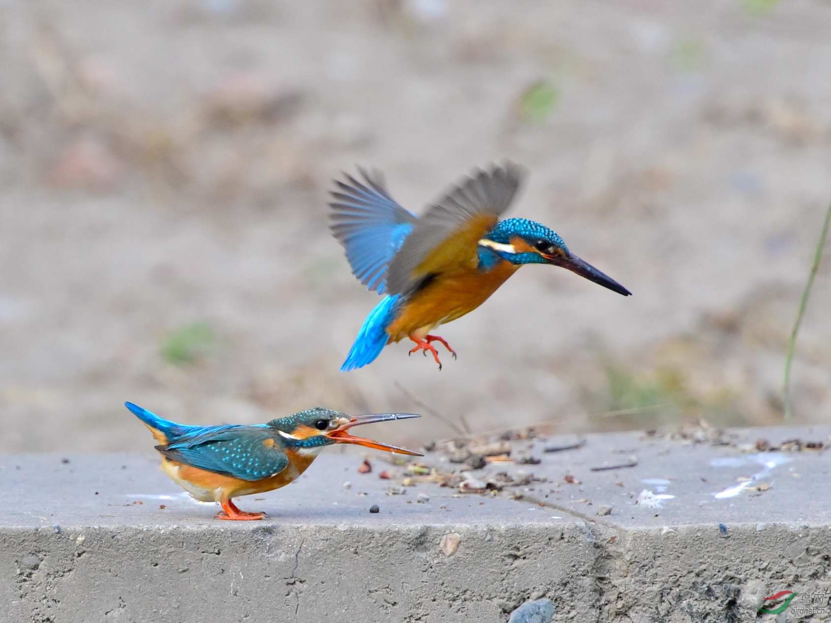 小翠的激情恋爱秀(颐和园版) - 河北版 Hebei 鸟