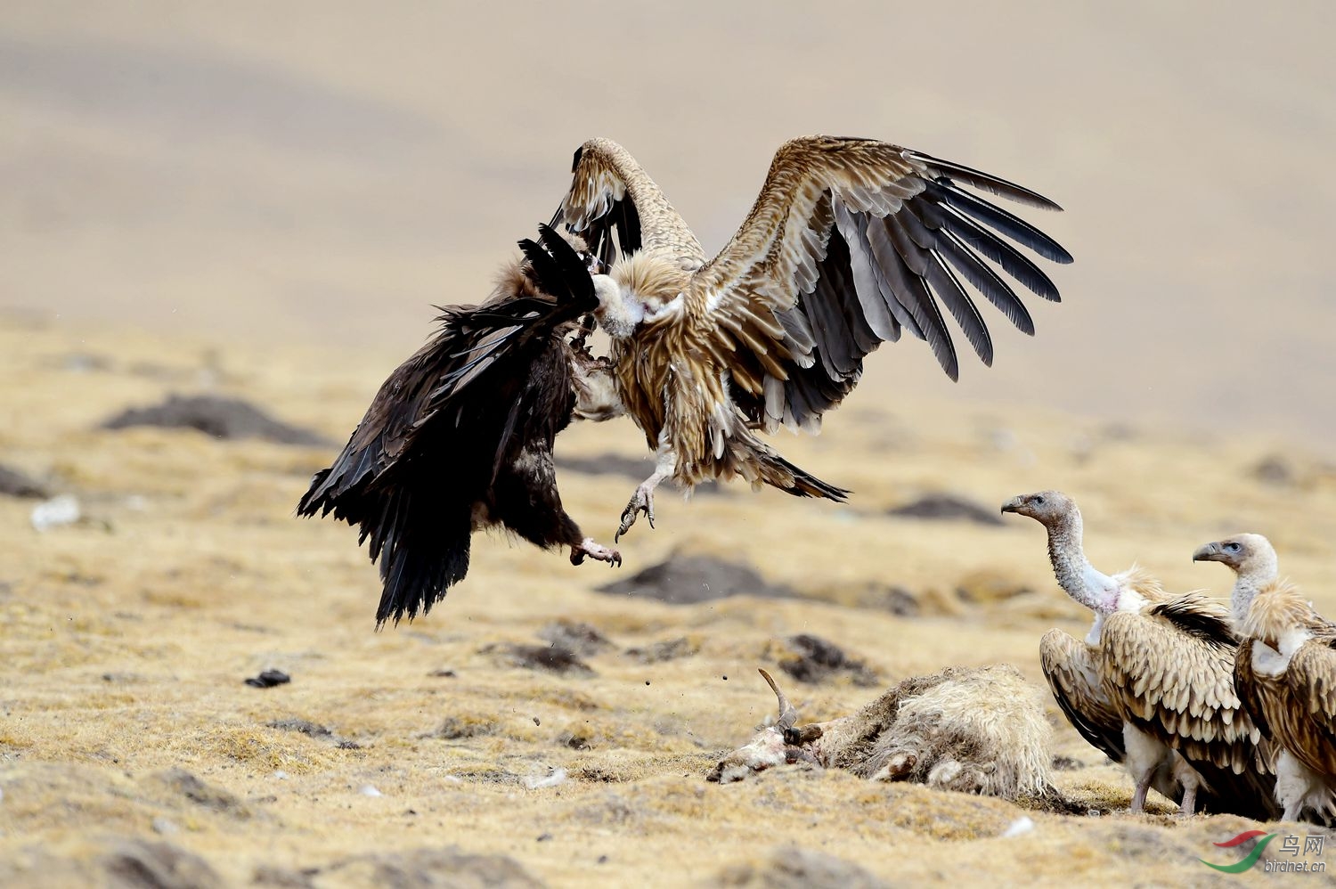 (秃鹫和高山兀鹫)中国最大的二种猛禽-秃鹫与高山兀.