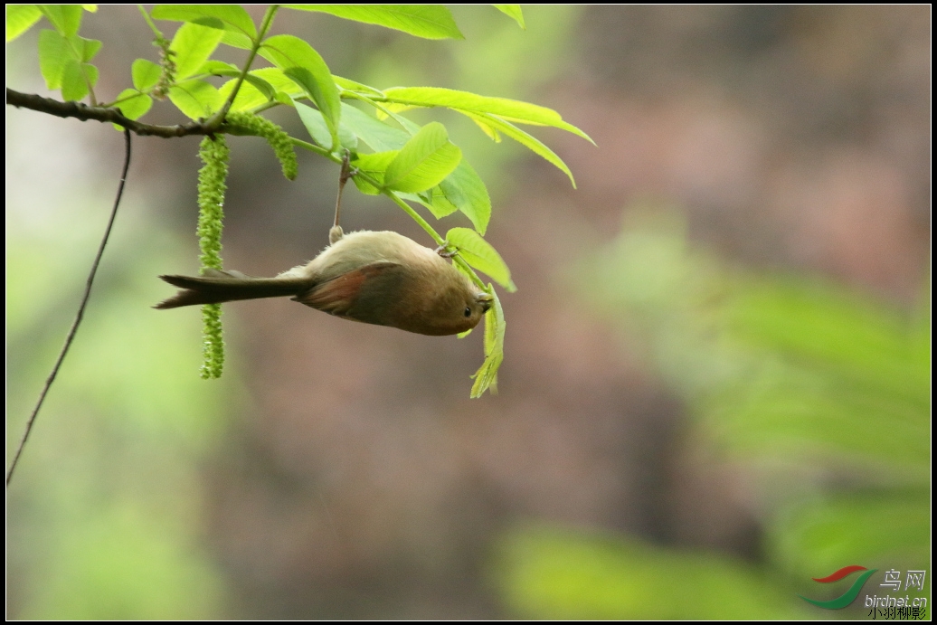 枫杨树上的棕头鸦雀 - 江苏版 Jiangsu 鸟网