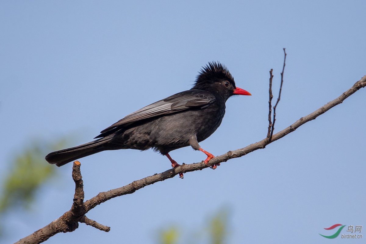 红嘴黑鹎(黑短脚鹎)himalayan black bulbul