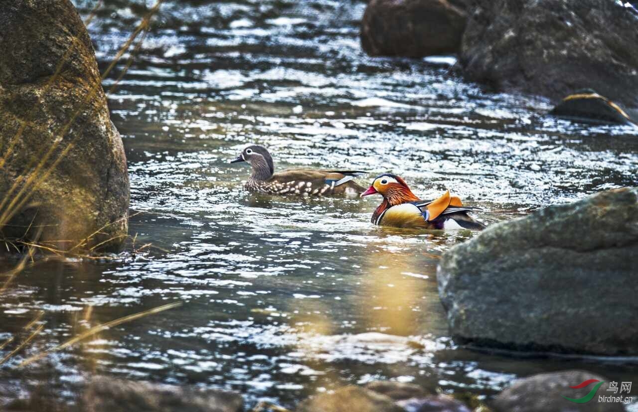 苍鹭峰苍鹭及其它鸟类,山西吴大哥在我宾馆门