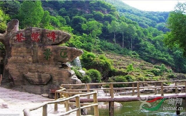 苍鹭峰苍鹭及其它鸟类,山西吴大哥在我宾馆门