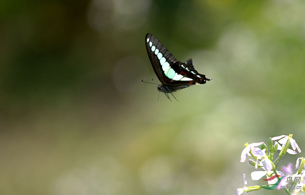 蝴蝶飞 - 昆虫两爬 Insects\/Amphibians\/Reptiles 鸟网