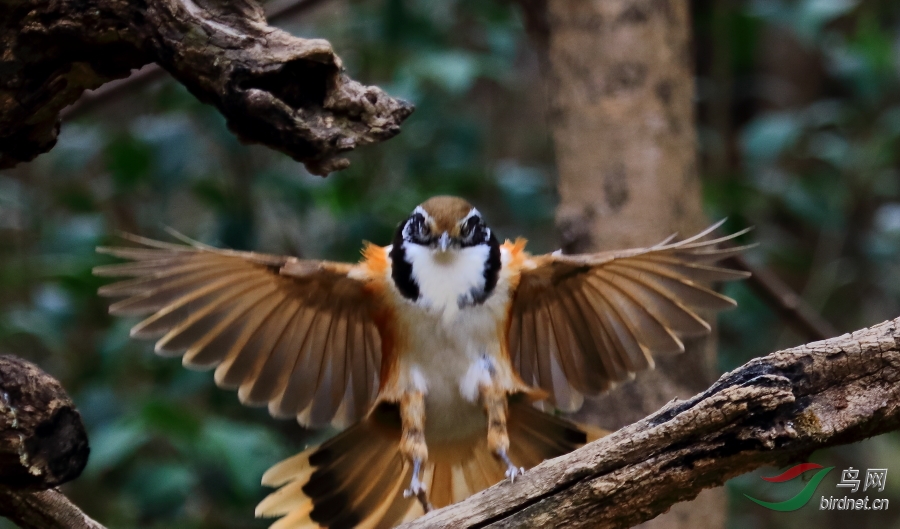 白颊噪鹛 - 观鸟拍鸟之旅 bird trip reports 鸟网