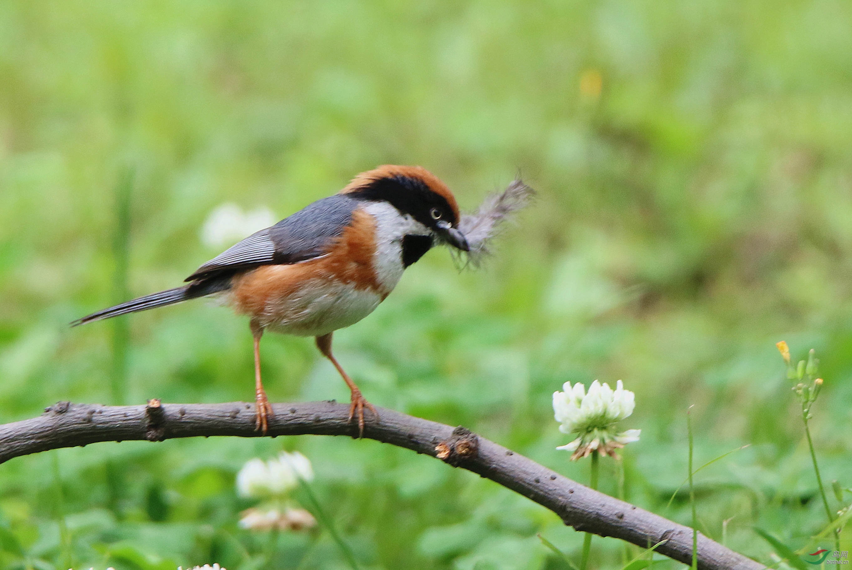 拿倒鸡毛当令箭 - 四川版 Sichuan 鸟网