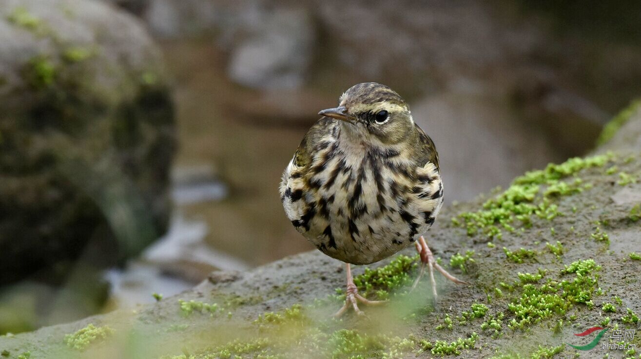 田鹨