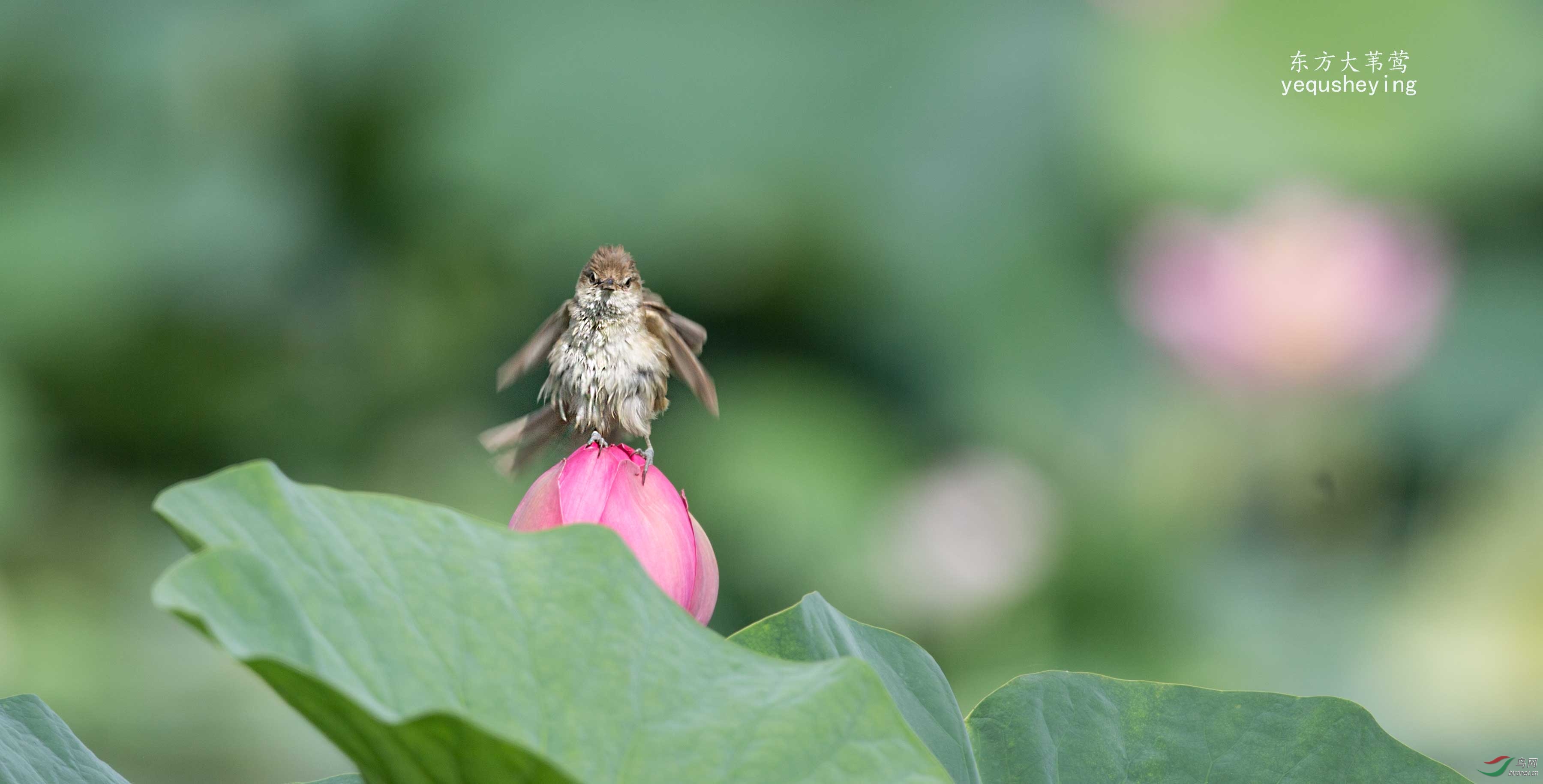 荷花与小鸟