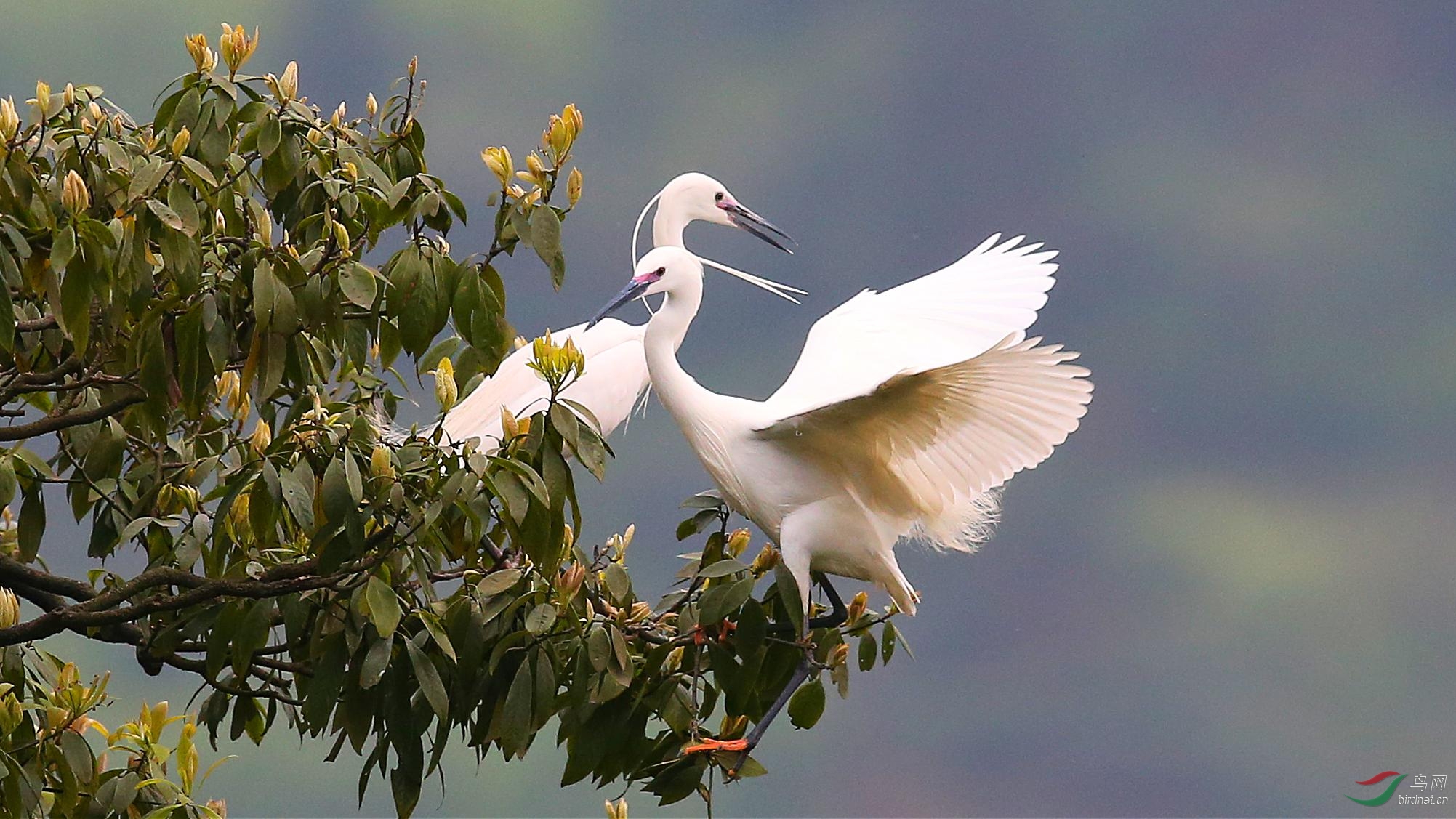 天作之和 - 四川版 Sichuan 鸟网