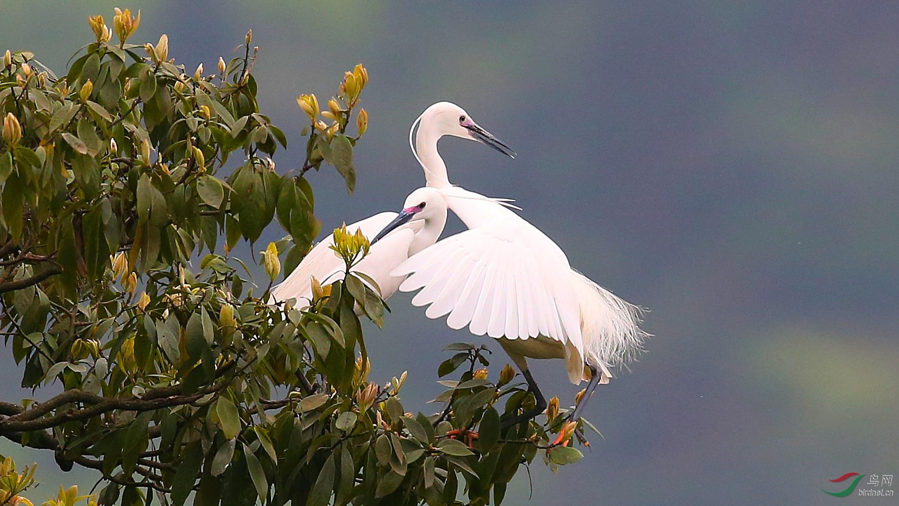 天作之和 - 四川版 Sichuan 鸟网