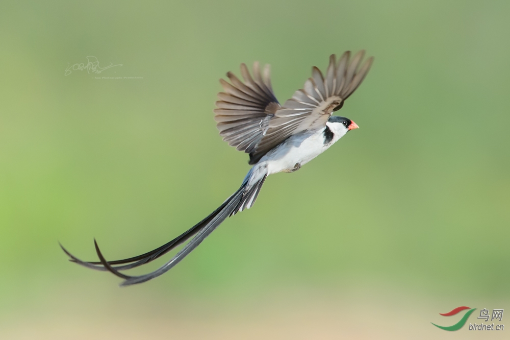 pin-tailed whydah (针尾维达鸟,针尾寡妇鸟)