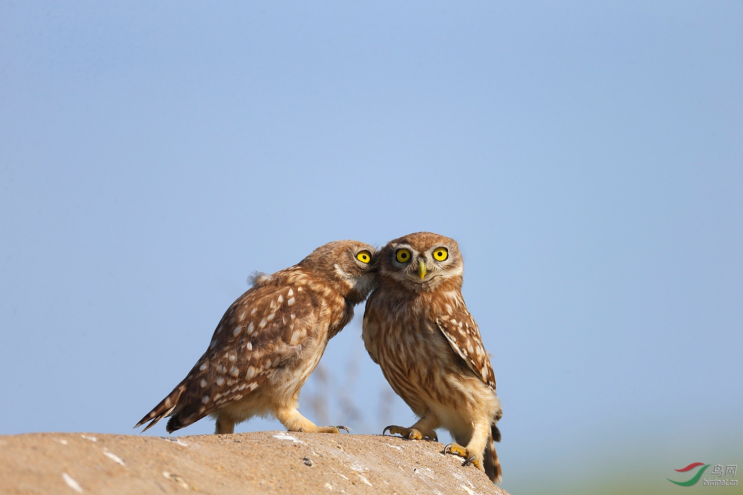纵纹腹小鸮 - 辽宁版 Liaoning 鸟网