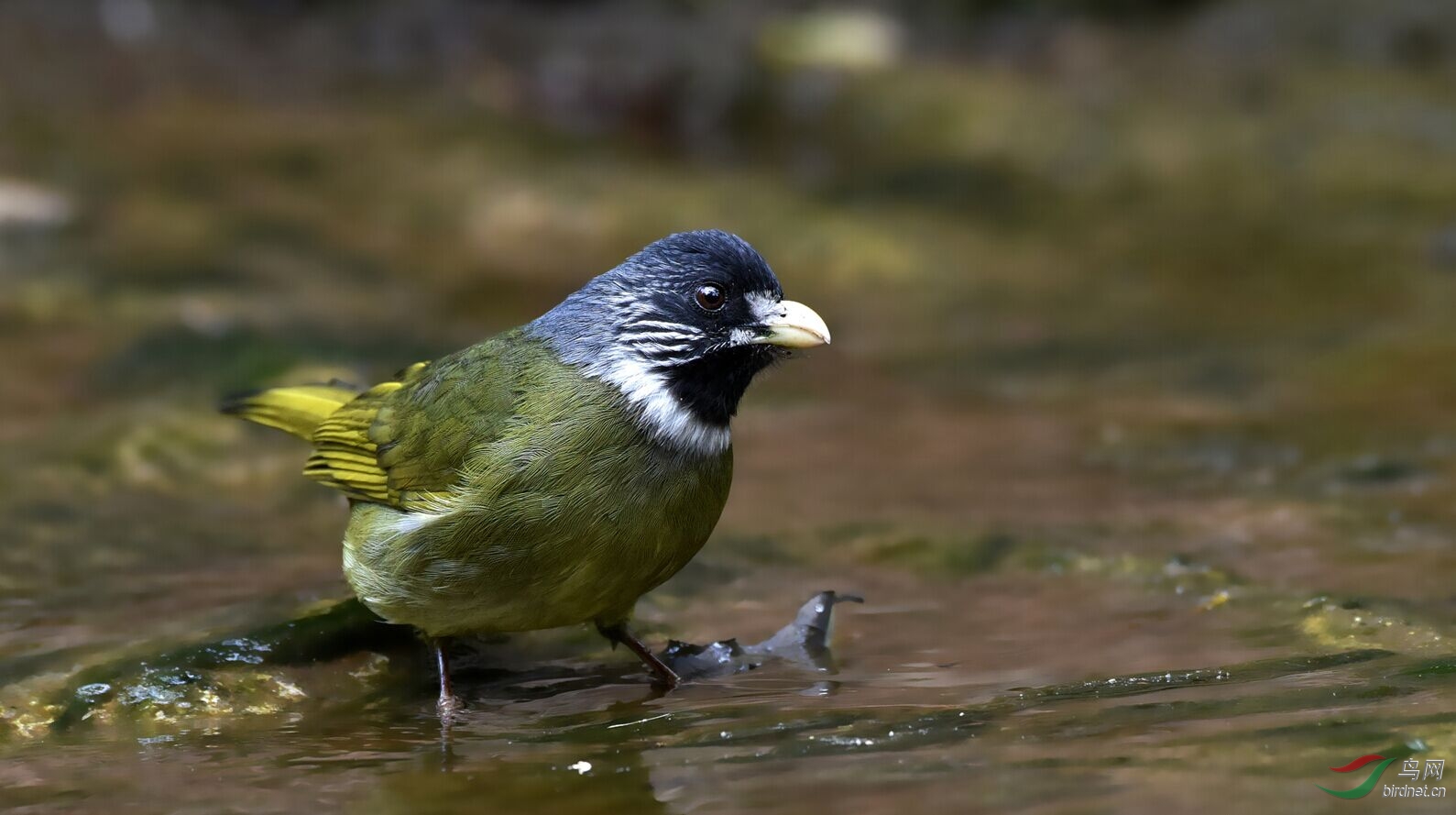 领雀嘴鹎