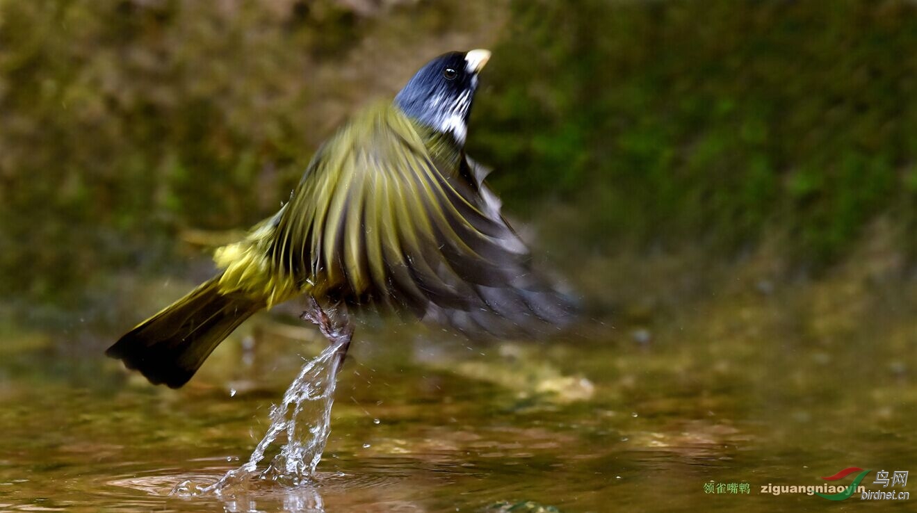 领雀嘴鹎