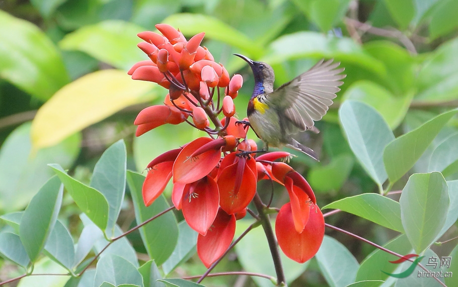洋洋洒洒 - 黑龙江版 Heilongjiang 鸟网