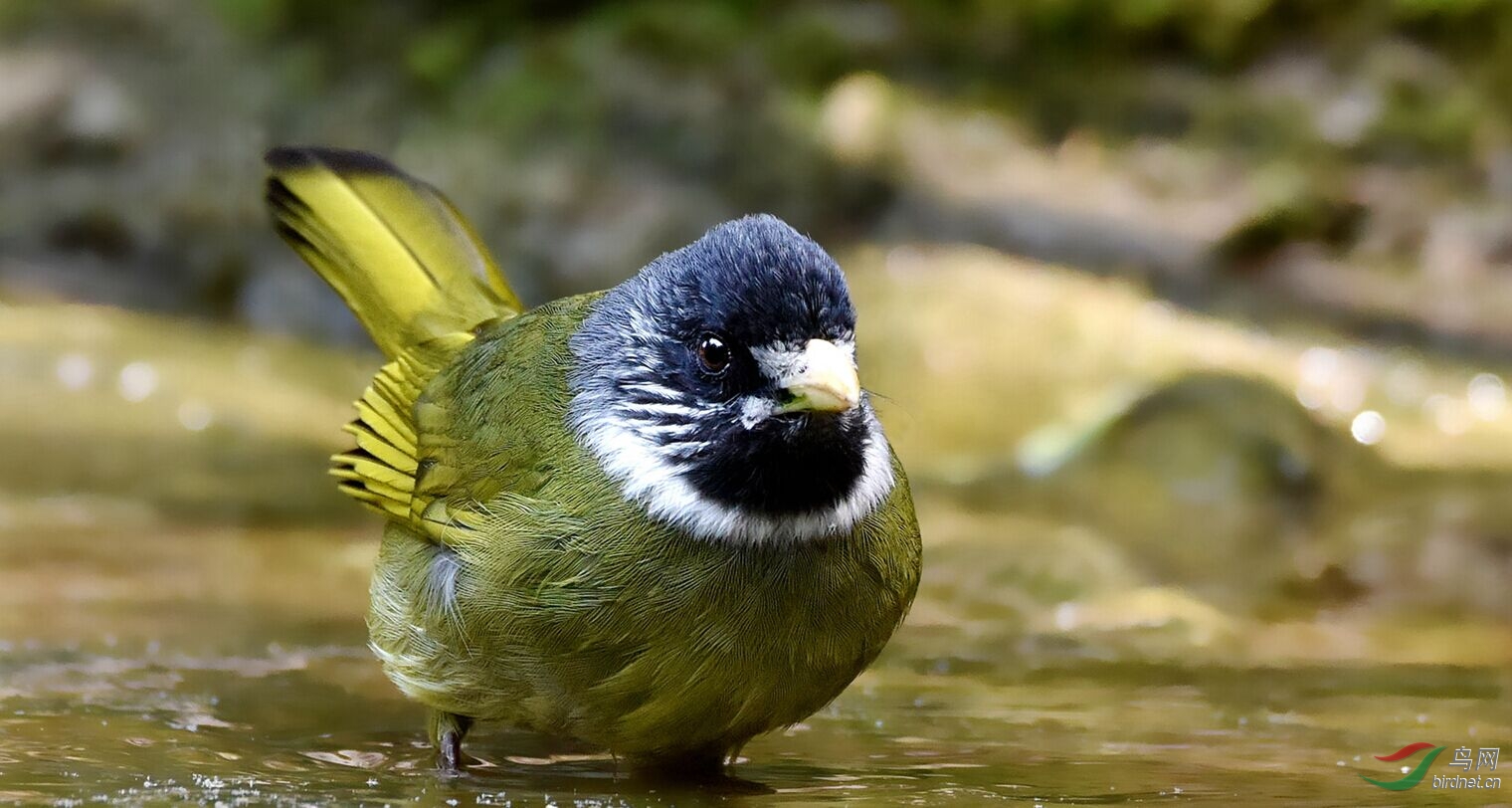 领雀嘴鹎