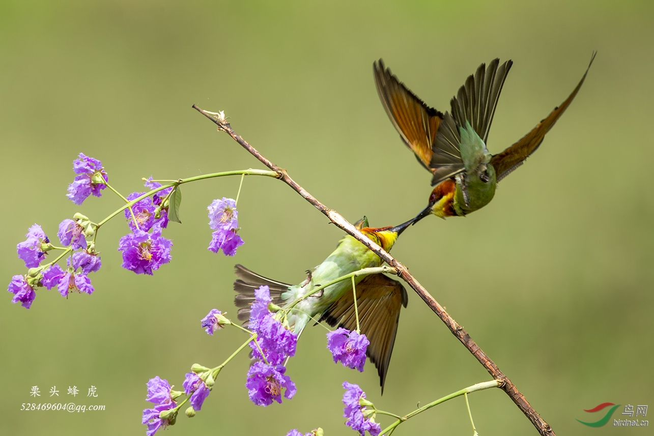 一枝独秀——栗头蜂虎