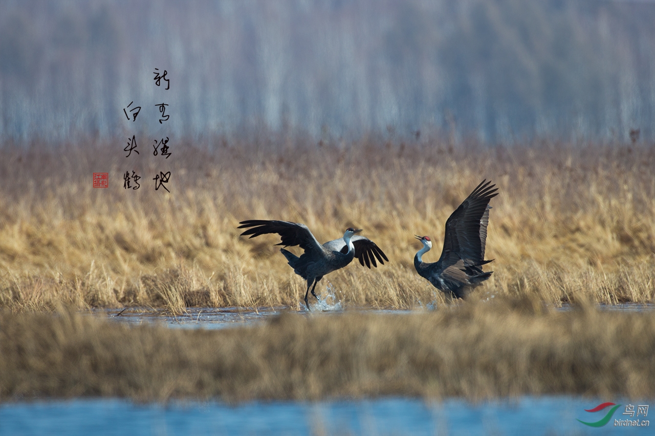 新青湿地白头鹤