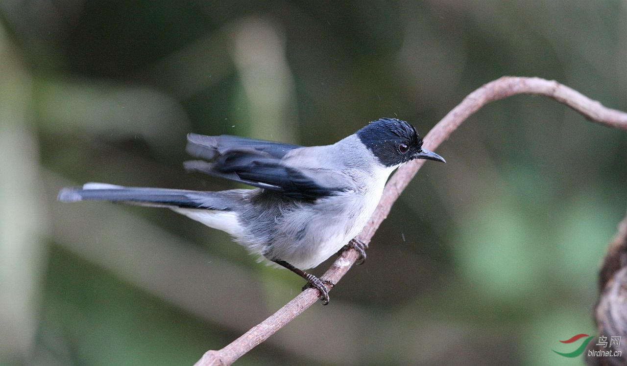 黑头奇鹛(heterophasia capistrata)