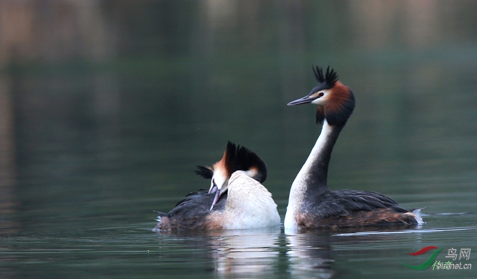情深意切 - 水鸟版 Waterbirds 鸟网