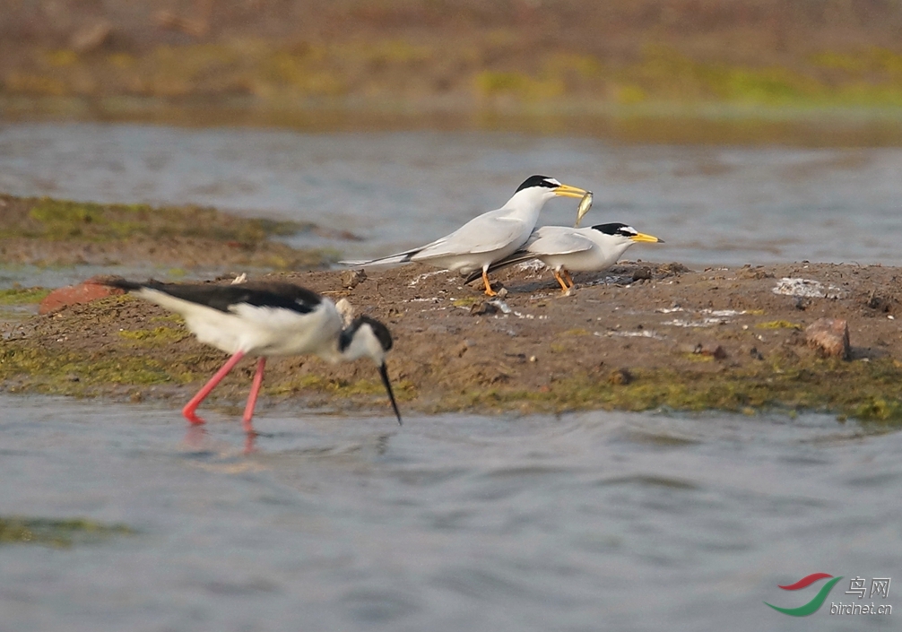  讨厌 的 第三者 --白额燕鸥与黑翅长脚鹬 - 北京版