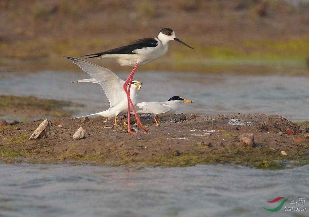  讨厌 的 第三者 --白额燕鸥与黑翅长脚鹬 - 北京版
