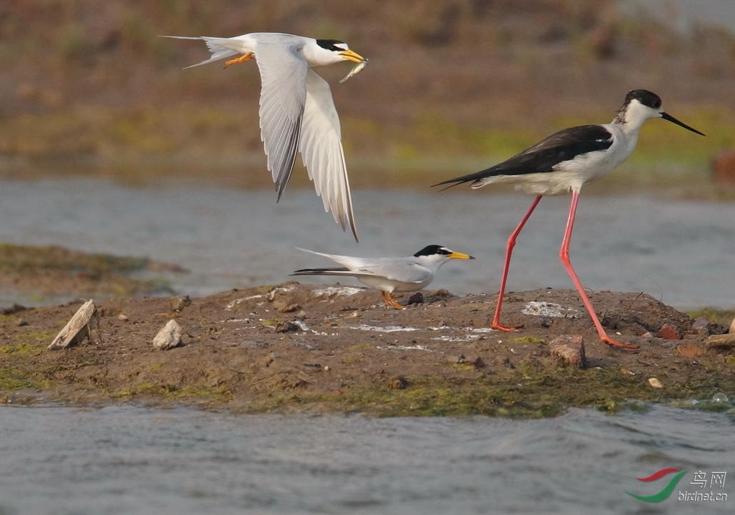  讨厌 的 第三者 --白额燕鸥与黑翅长脚鹬 - 北京版