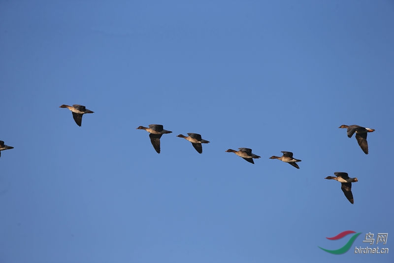雁飞行 - 湖北版 Hubei 鸟网