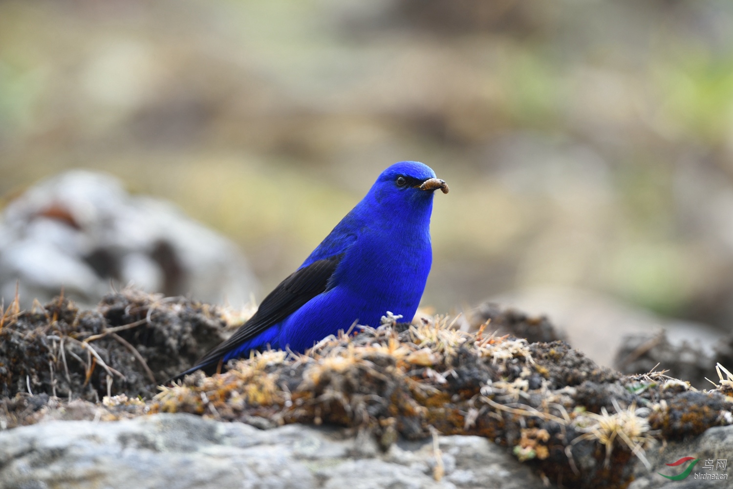 巴郎山的蓝大翅鸲 观鸟拍鸟之旅 bird trip reports 鸟网