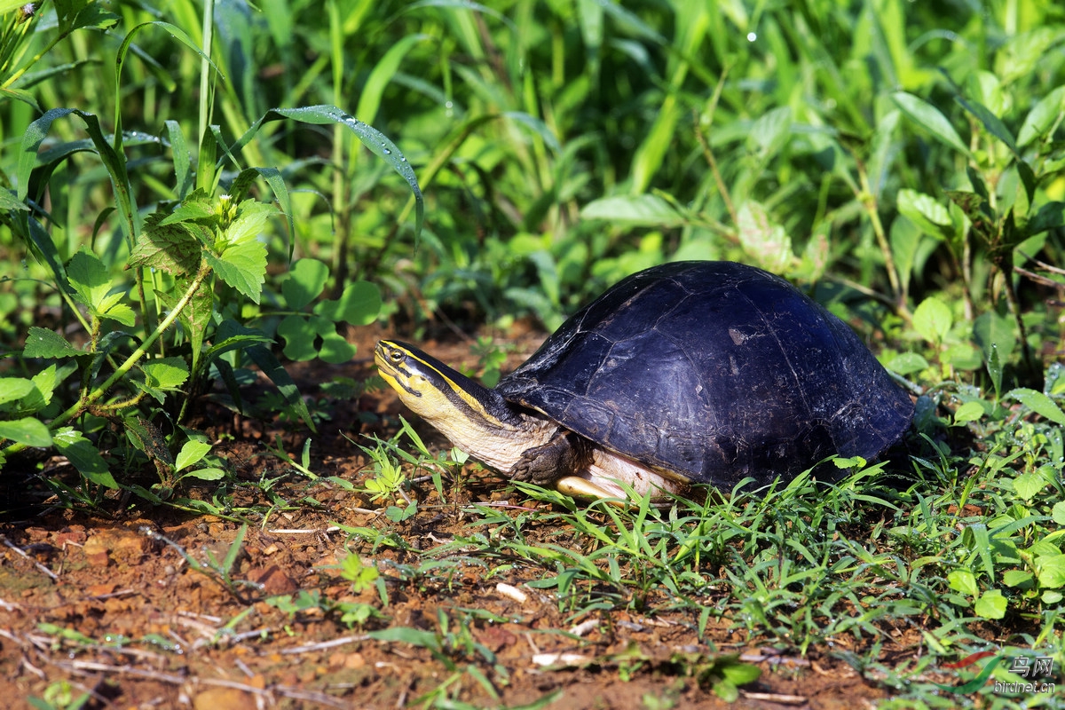 马来闭壳龟 southeast asia box turtle(cuora amboinensis)