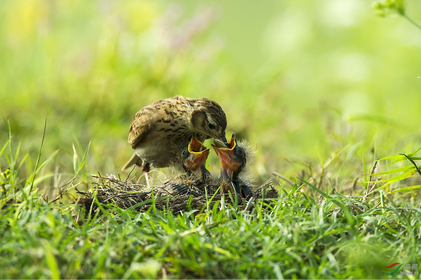 母亲节拍云雀母亲,为天下母亲唱赞歌 - 江西版
