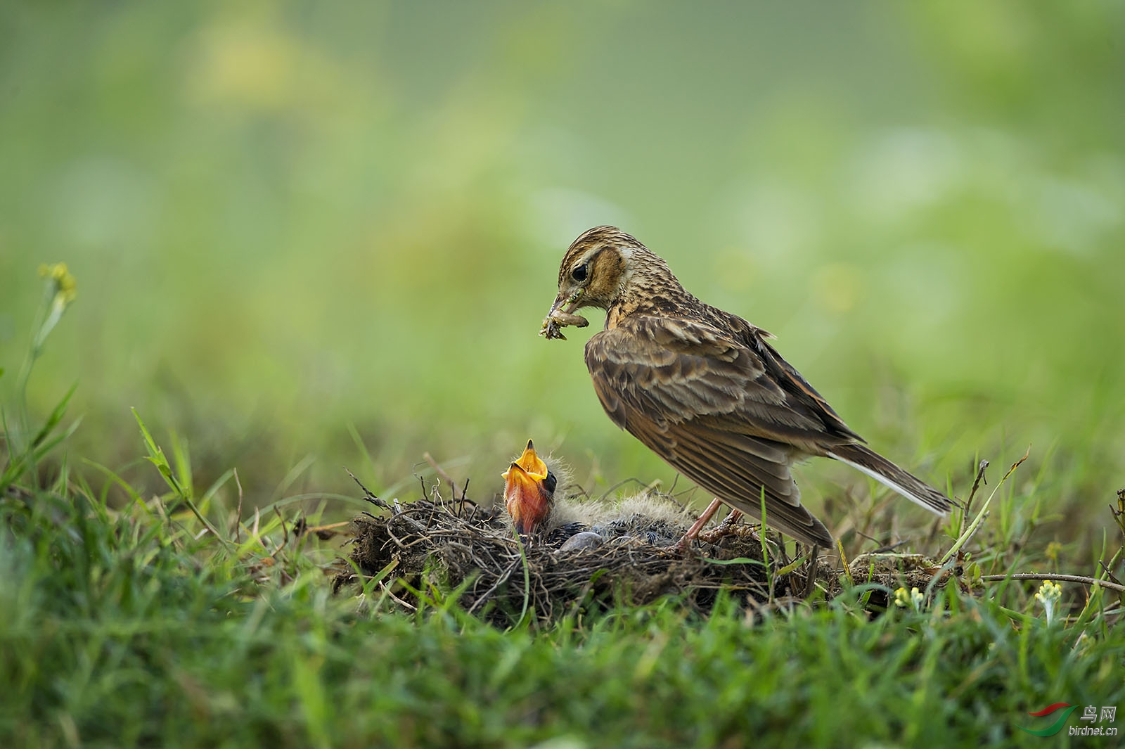 母亲节拍云雀母亲,为天下母亲唱赞歌