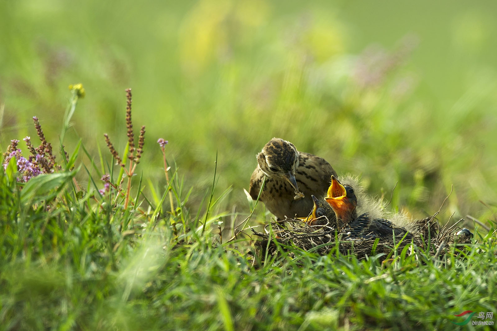 母亲节拍云雀母亲,为天下母亲唱赞歌