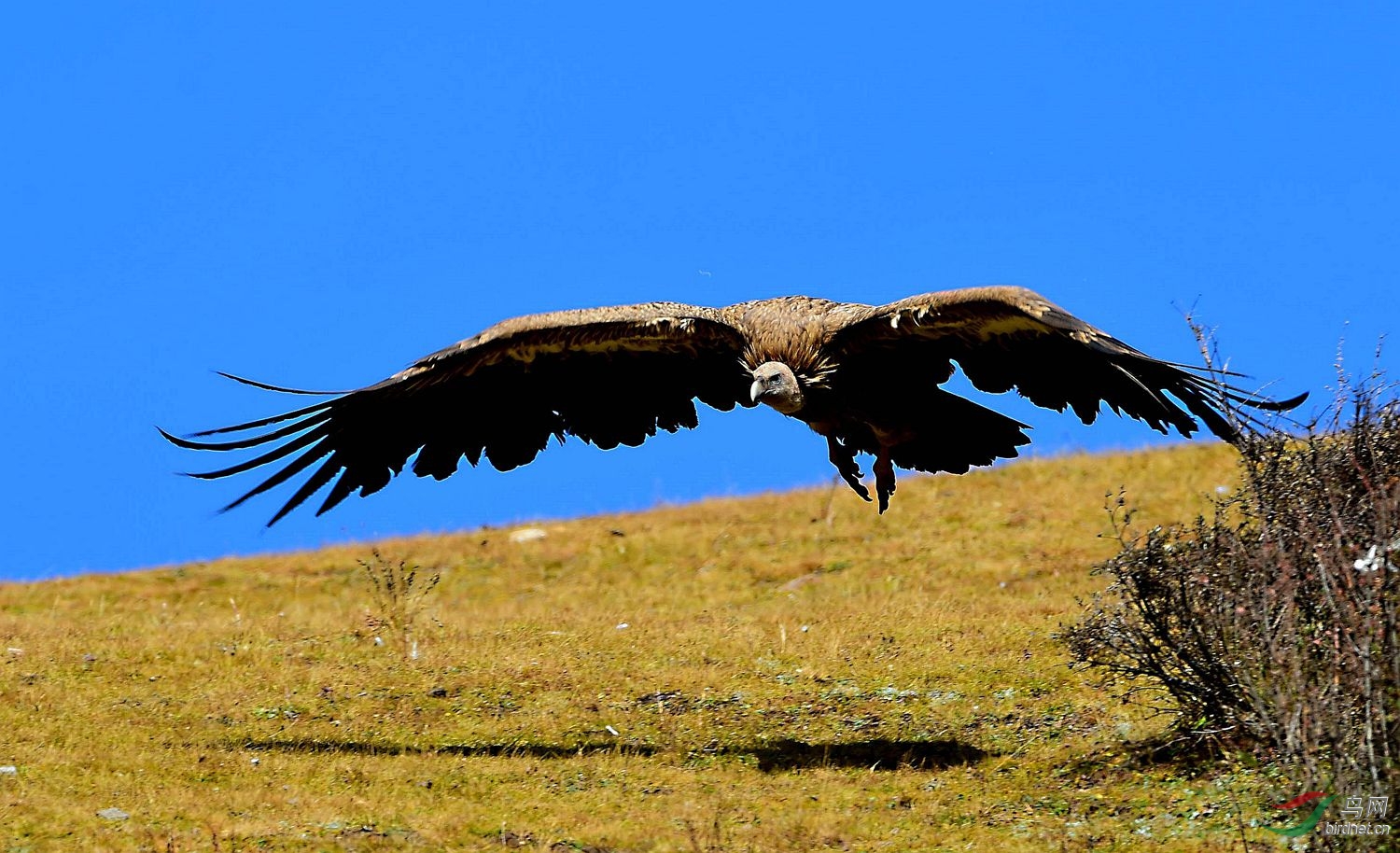云南版祝西藏版向雄鹰般在蓝天下展翅高飞!