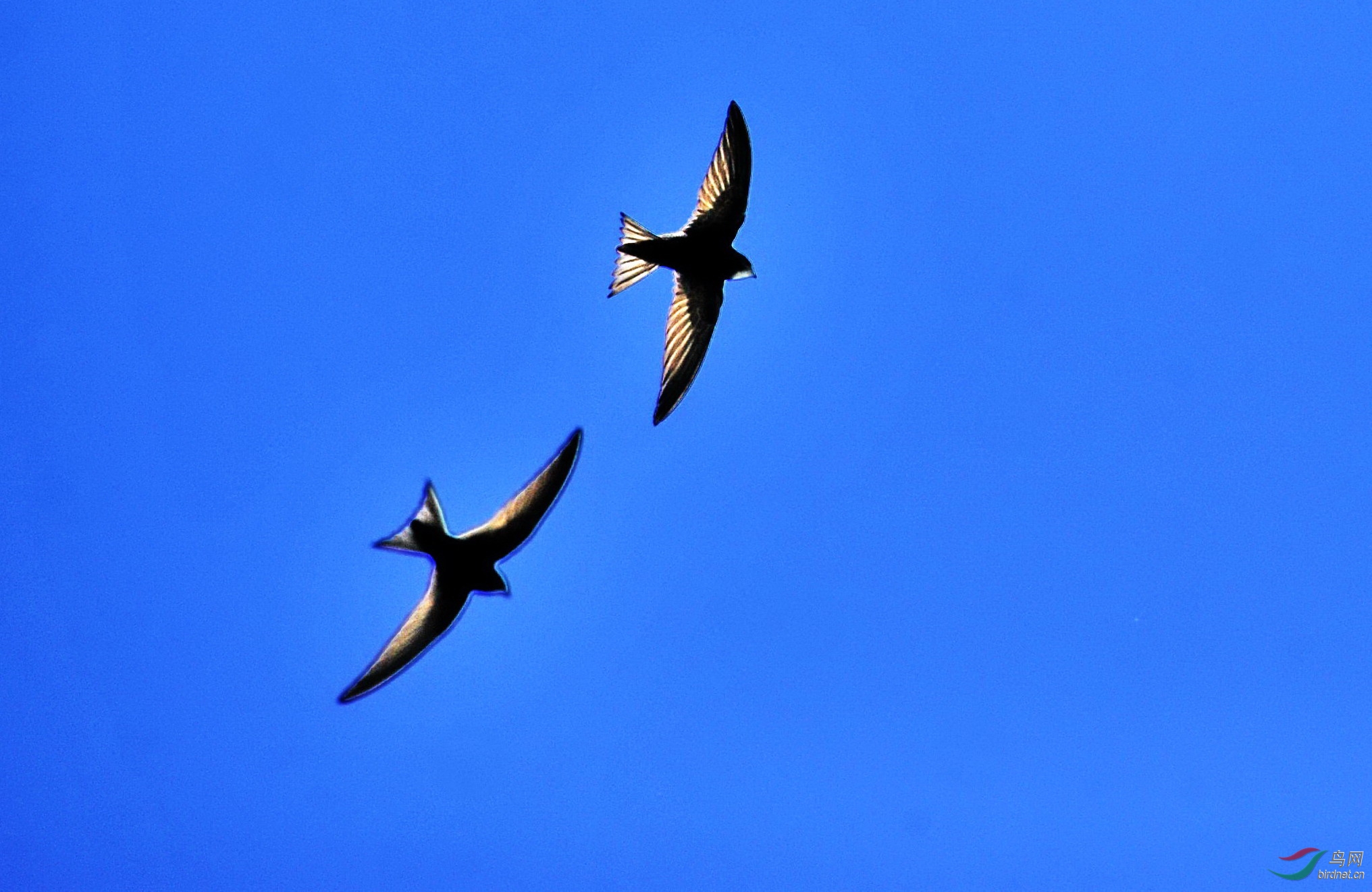 长机僚机--昆明湖西堤燕子扫描 - 观鸟拍鸟之旅