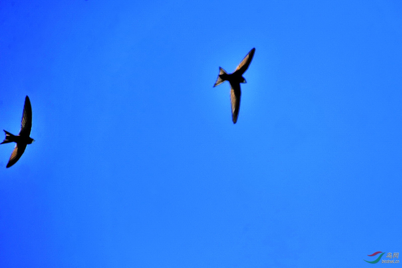 长机僚机--昆明湖西堤燕子扫描 - 观鸟拍鸟之旅