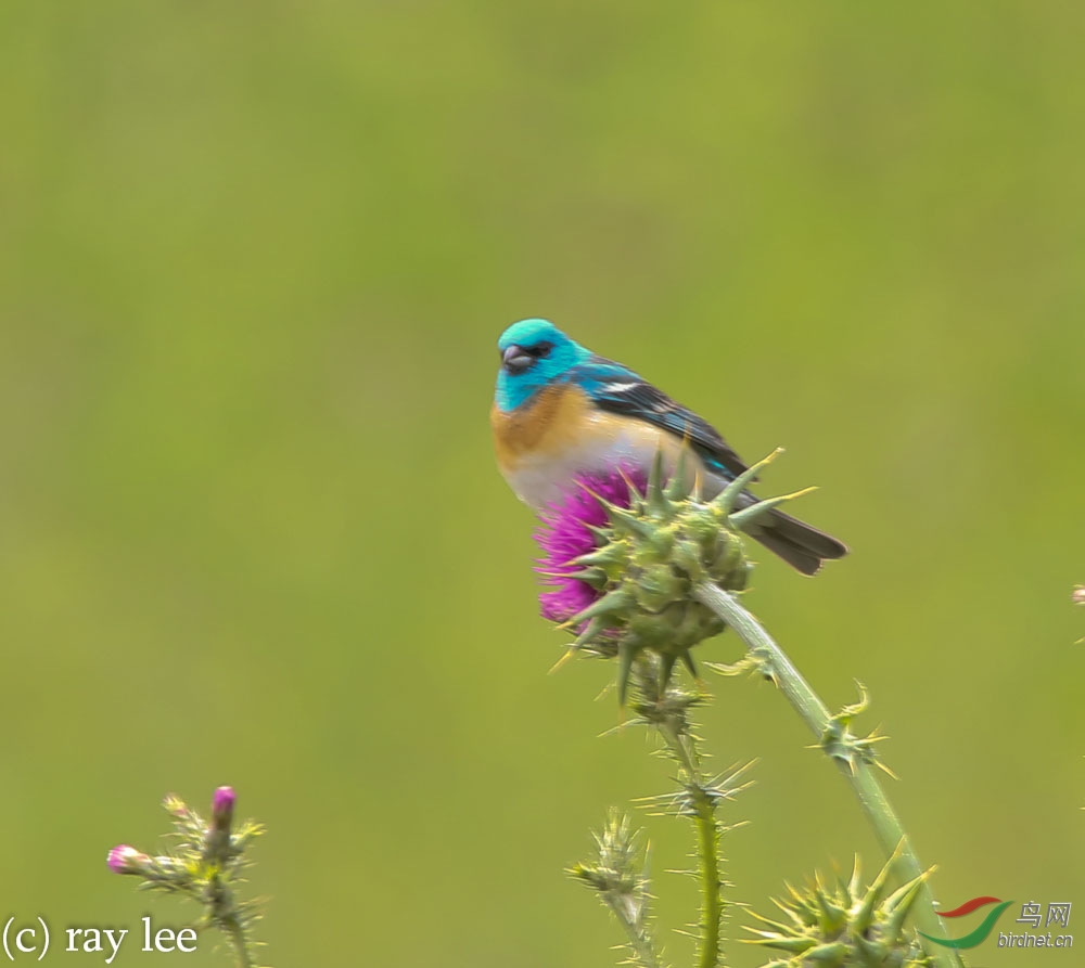 琉璃彩鵐(lazuli bunting)