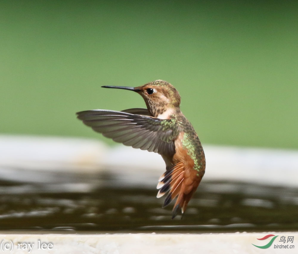 棕煌蜂鸟(Rufous hummingbird) - 广东版 Guang