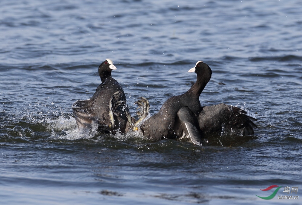 发一组白骨顶打斗片 - 内蒙古版 Neimenggu 鸟