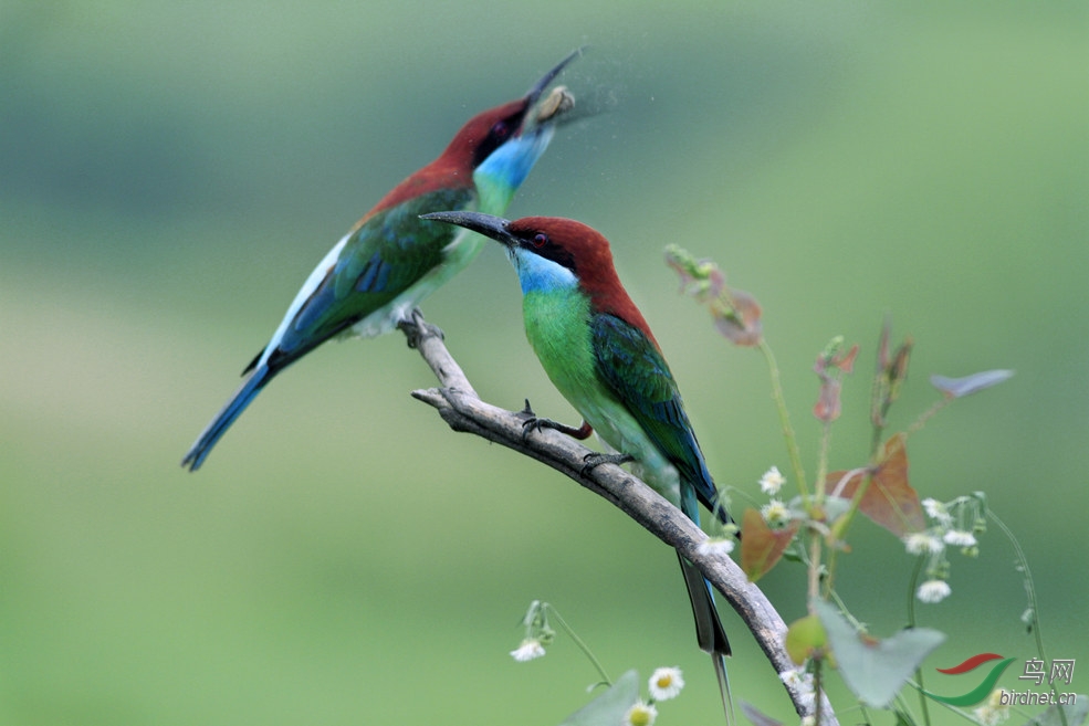 色虎的前奏曲 - 鸣禽和攀禽 鸟网